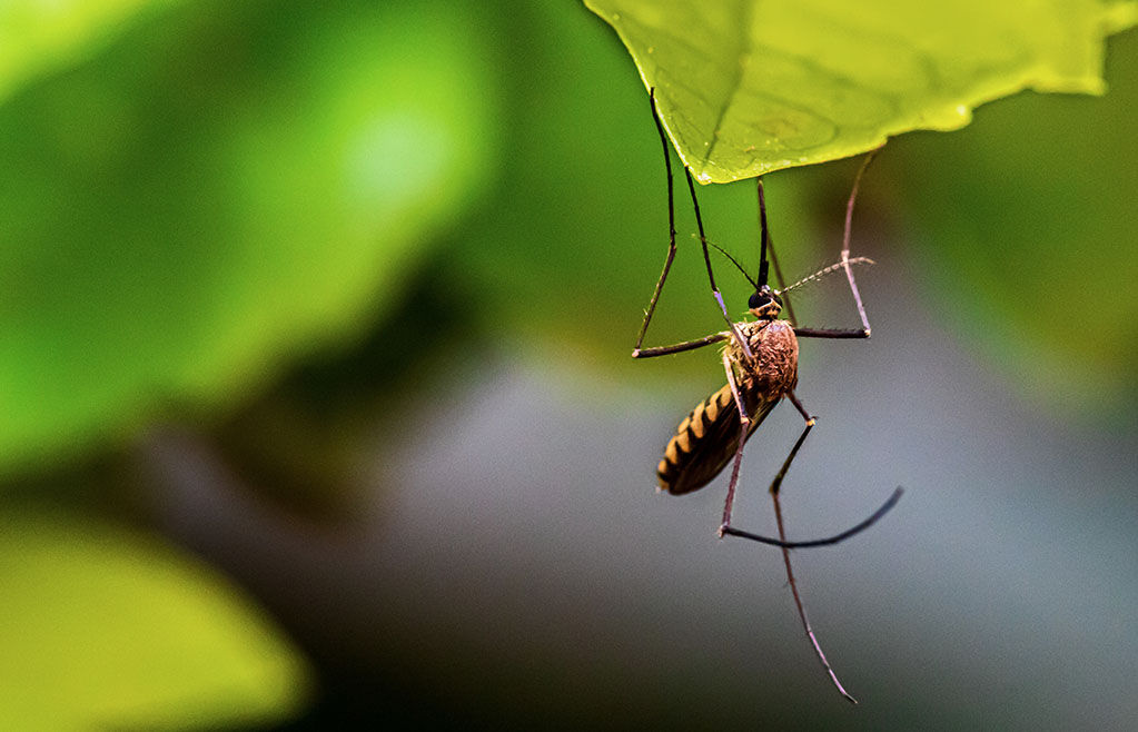 service-tick-mosquito - photo by syed ali